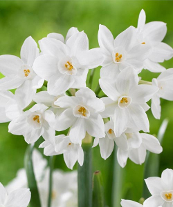 Нарцисс Тацетта Зива (Tazetta Ziva)