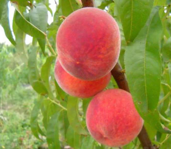 Персик Колинз