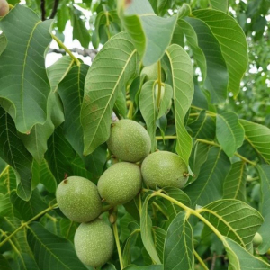 Волоський горіх Піщанський (сіянець)