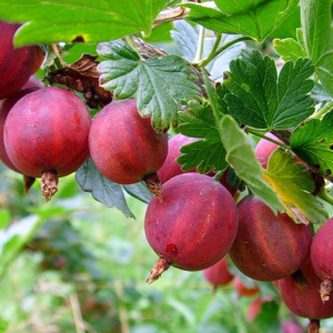 Крыжовник Сириус