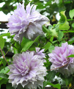 Клематис Bell of Working