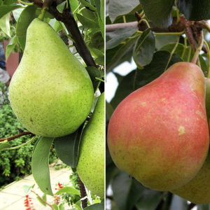 Груша дерево сад (Ноябрьская + Свадебная)