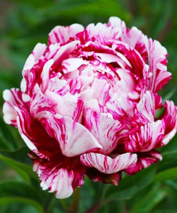 Півонія Candy Stripe