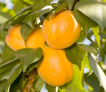 Абрикос - слива колоновидный Априум