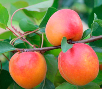 Абрикос Эрли Ред Оранж