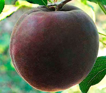 Абрикоса Мелитопольский чёрный