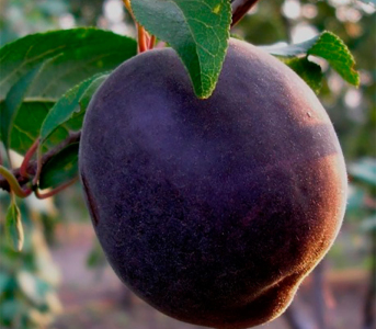 Абрикос Монарези чёрный