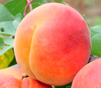 Абрикос Нью Джерсі