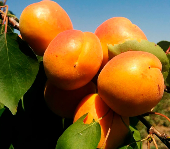 Абрикос Полесский крупноплодный