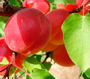 Абрикос Ред Тардів