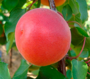 Абрикос Робада