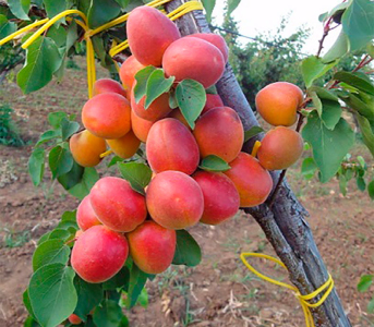 Абрикос Фарбели