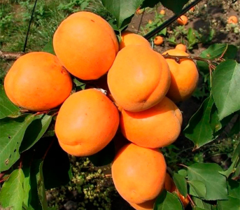 Абрикос Харгранд