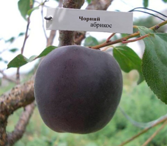 Абрикос Чёрный принц