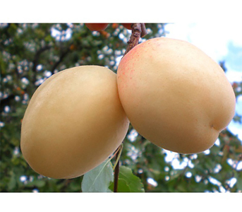 Абрикос Шалах