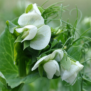 Горох Дамир 10 кг, Україна