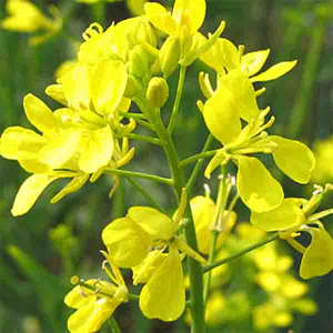 Гірчиця жовта 10 кг, Україна