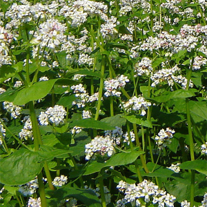 Гречка 10 кг, Україна