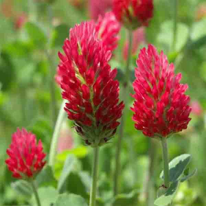 Клевер красный 10 кг, Украина