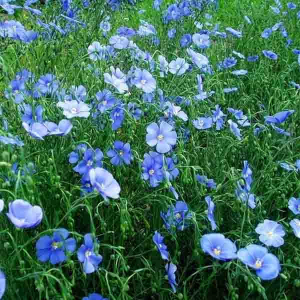 Льон 10 кг, Украина