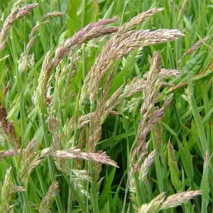 Костриця очеретяна тростинна 5 кг, Україна