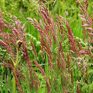 Костриця червона 5 кг, Україна