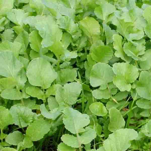 Редька олейная 10 кг, Украина