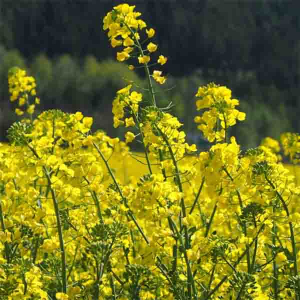 Ріпак 10 кг, Україна