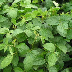 Соя 10 кг, Украина