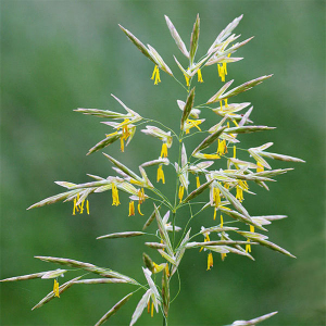 Стоколос безостый 5 кг, Украина