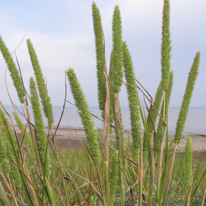 Тимофеевка лучная 5 кг, Украина