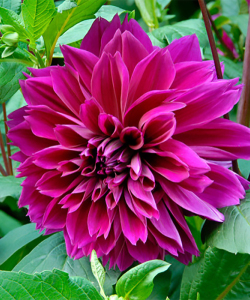 Жоржина Thomas A Edison