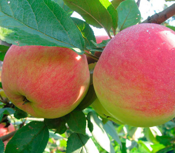 Яблуня Конфетное