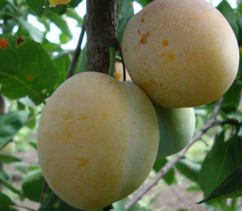 Слива Ренклод Ранній