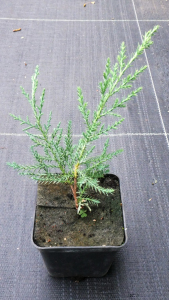 Можжевельник виргинский Грей Оул (Р9)