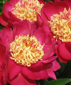 Півонія Sword Dance