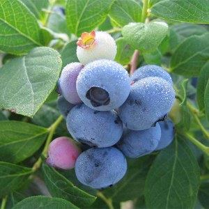 Голубика (черника садовая) Патриот, 3 года