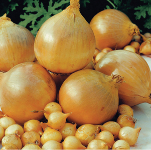 Лук - севок Шекспир 10 кг