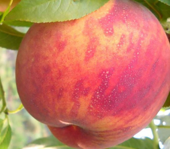 Персик Виргил Т4