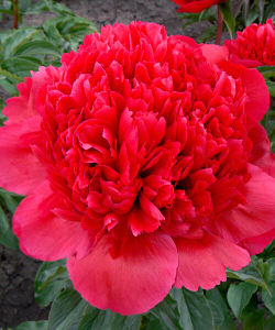 Півонія Command Performance