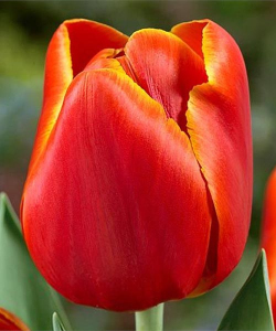 Тюльпан Веранди (Verandi), 2 шт