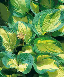 Хоста August Moon