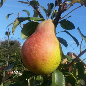 Груша Милена