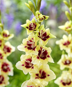 Гладіолус Etty, 3 шт