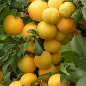 Слива колоновидна Мірабелла