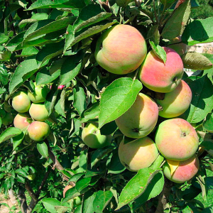 Яблуня колоновидна Президент