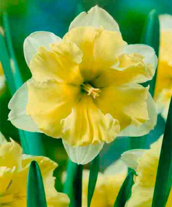 Нарцисс Delta