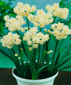 Нарцисс Erlicheer