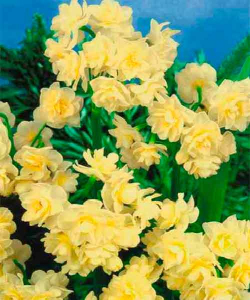 Нарцисс Golden Rain