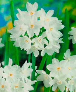 Нарцисс Paperwhite